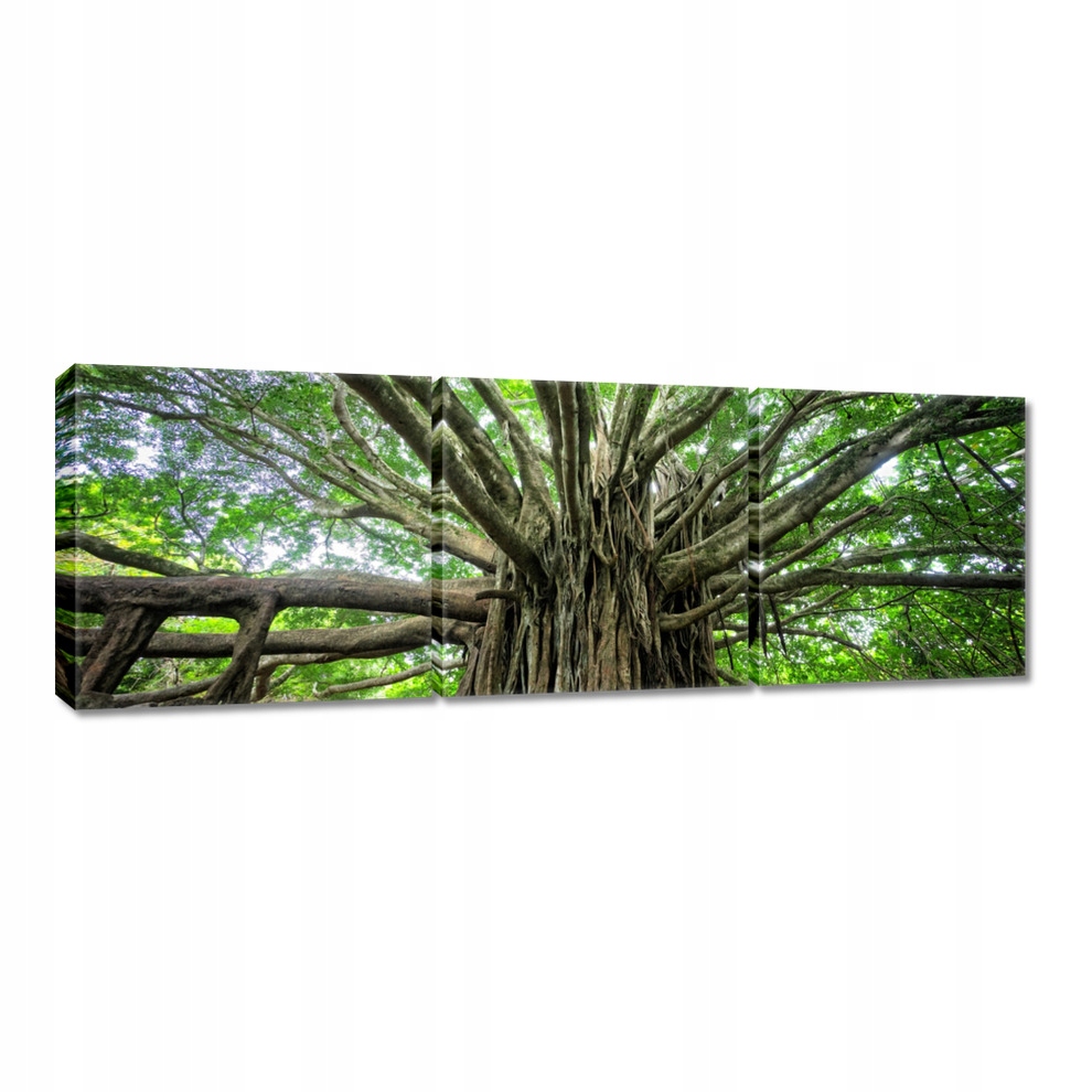 

Obrazy 90x30 Drzewo Drzewa Widok