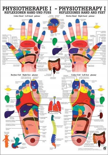 Tablica Physiotherapy I (Refleksoterapia dłoni i stóp) 70 x 50 cm (de/en)