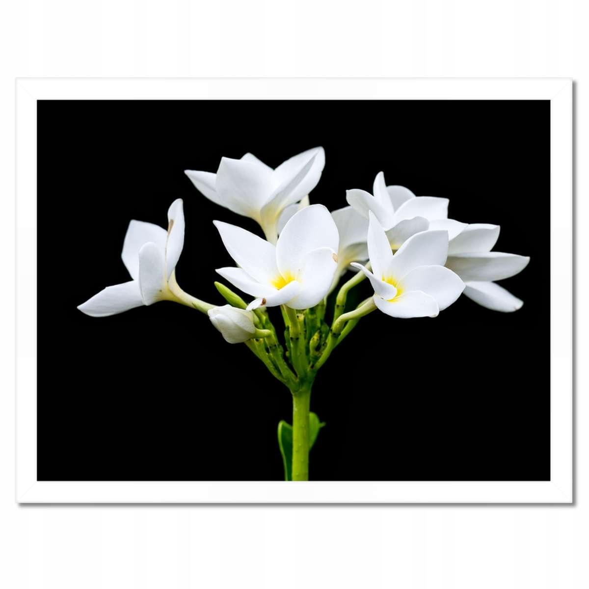 Plakáty v rámu 40x30 Květ Frangipani plumeria