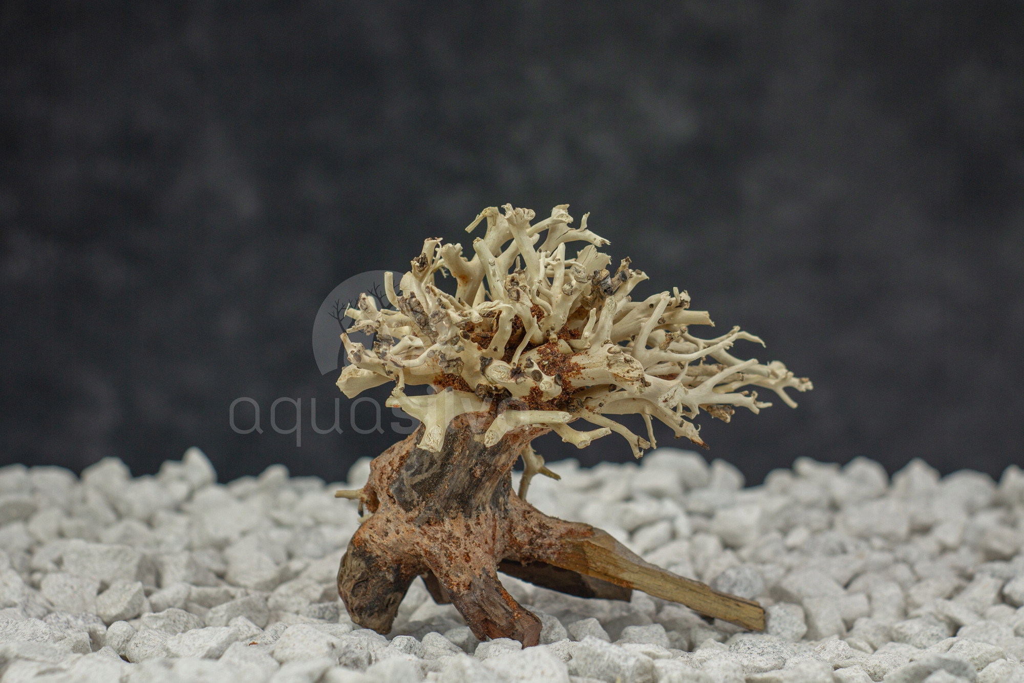 Levně Aquasilva Gir akvarijní kořen stromek aqua bonsai