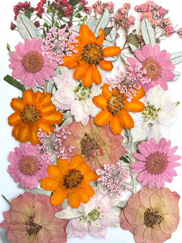 

Kwiaty suszone na płasko Zestaw 17