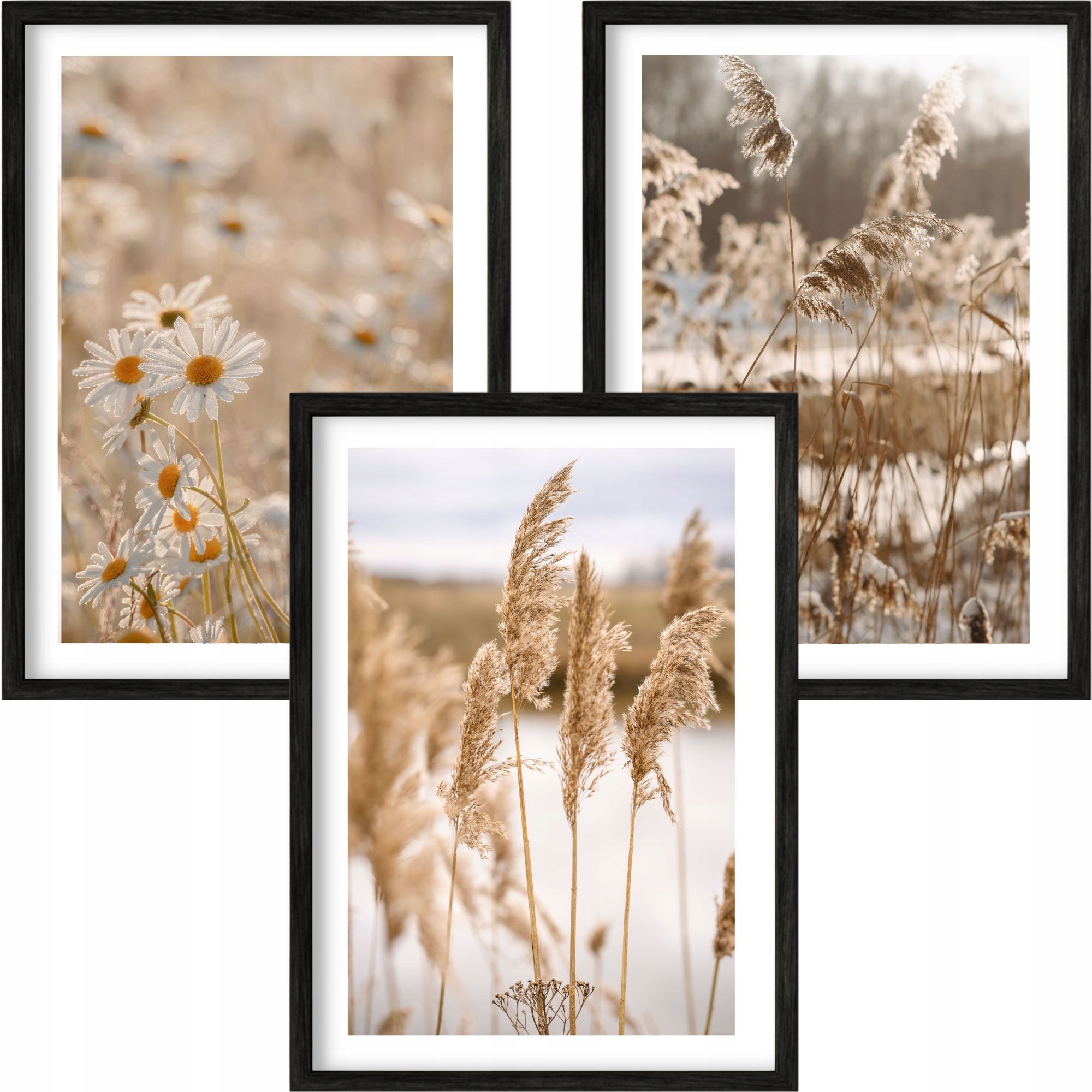 3 x Plakát Foto Obraz 80x120 Trávy Boho Pampas Retro Květiny Plakáty 120x80