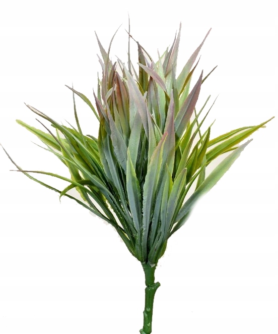 

Gęsty Bukiet Trawa Dracena Na Skalniak 30cm