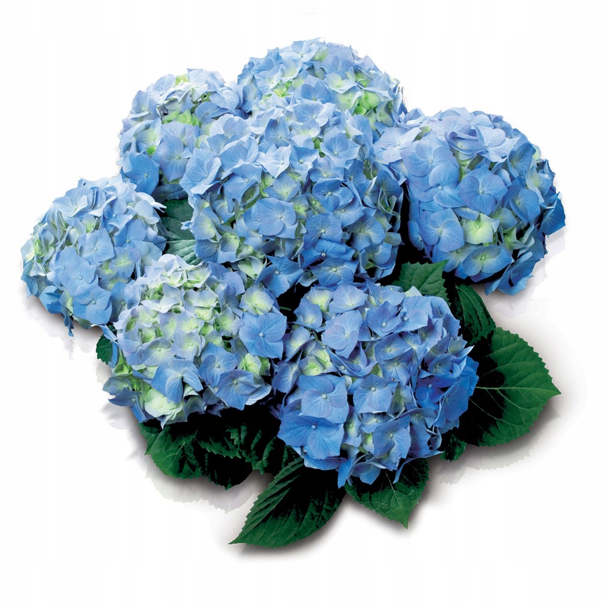 Hortensja ogrodowa Bella- Hydrangea macrophylla- sadzonka XXL donica 5l