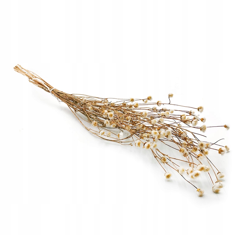 

Chaber biały suszony (Centaurea) suszone kwiaty