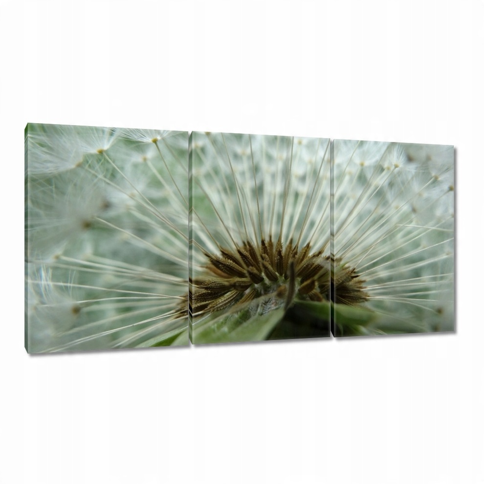 

Obrazy 120x60 Dmuchawiec Kwiat Kwiatki