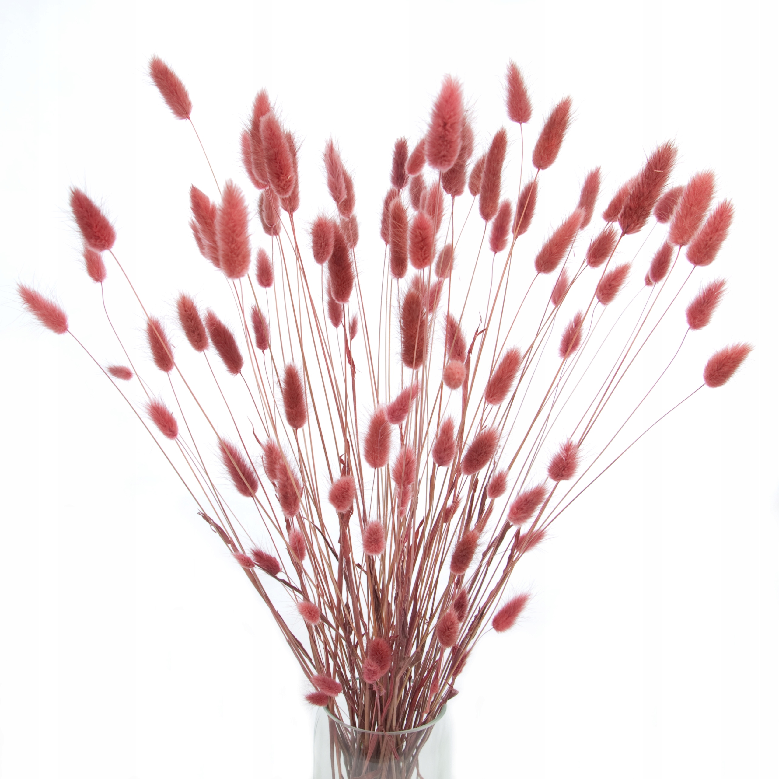 

Suszony dmuszek jajowaty brązowy lagurus ~80 szt.