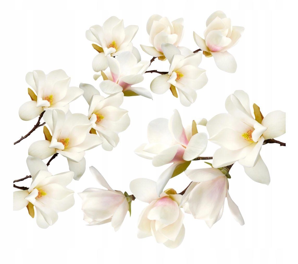 

Magnolie białe kwiaty naklejki na ścianę 100x90cm