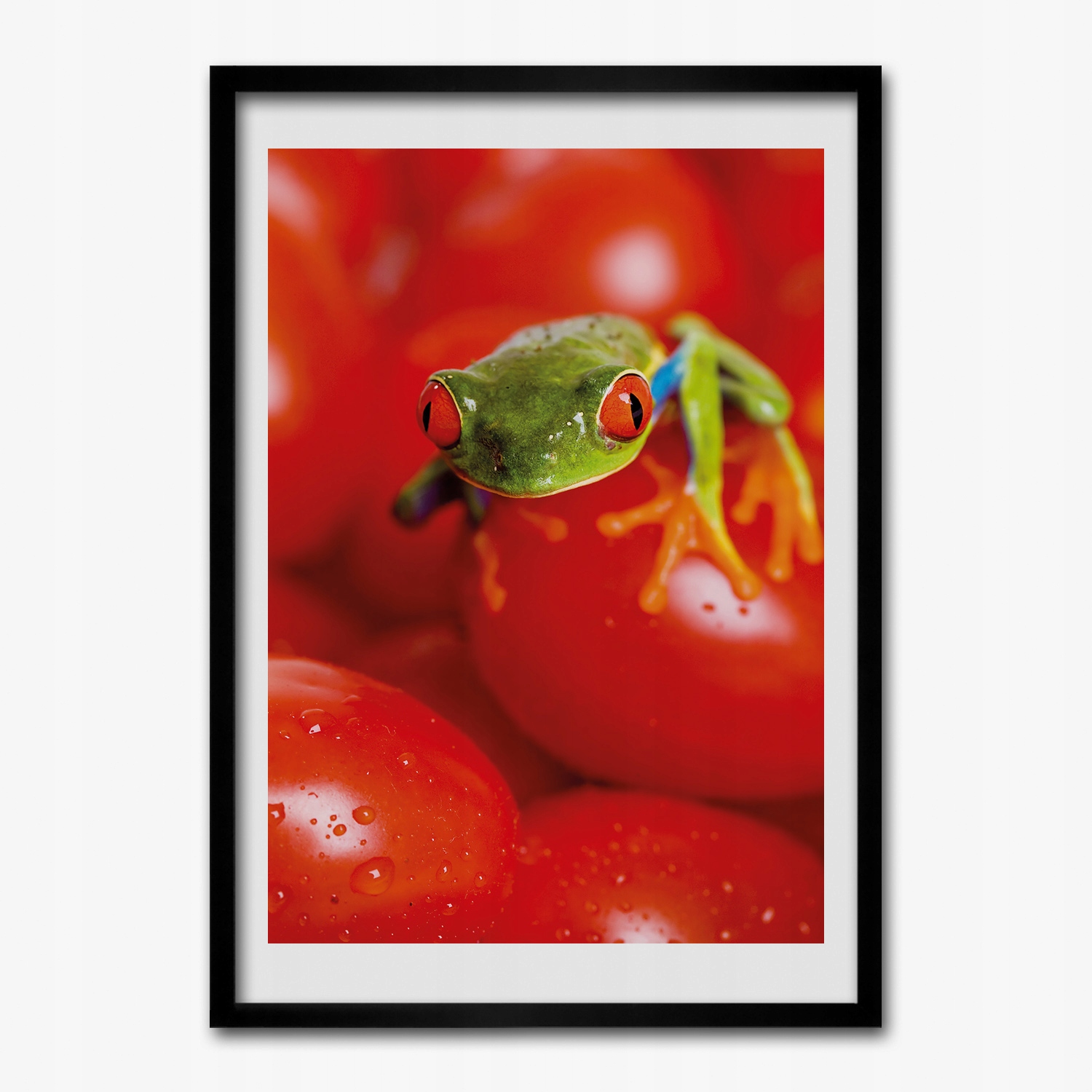 Nástěnný obraz v rámu Žába obojživelník rajčata 70x100 cm