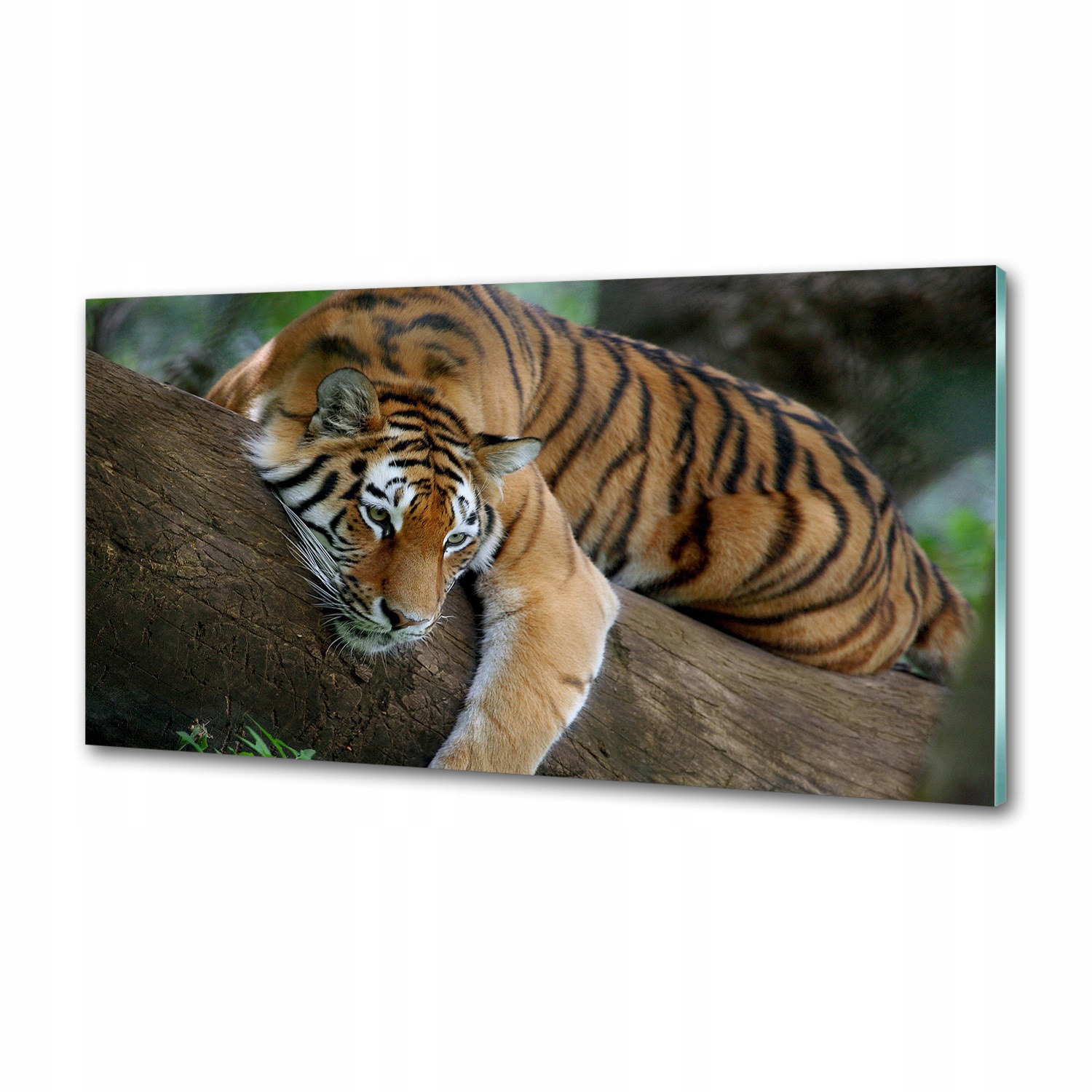 Panel do kuchyne Tiger na strome 100 x 50 cm Lepidlo