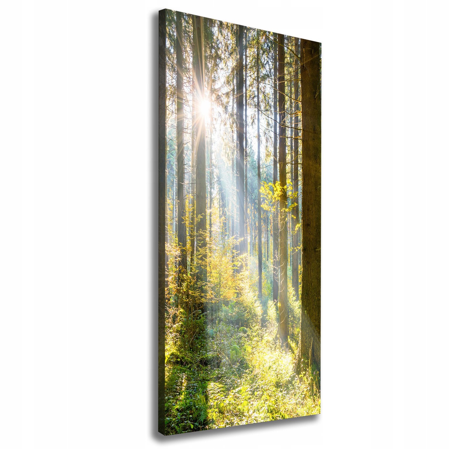 

Foto obraz canvas na ramie Słońce w lesie 50x125cm