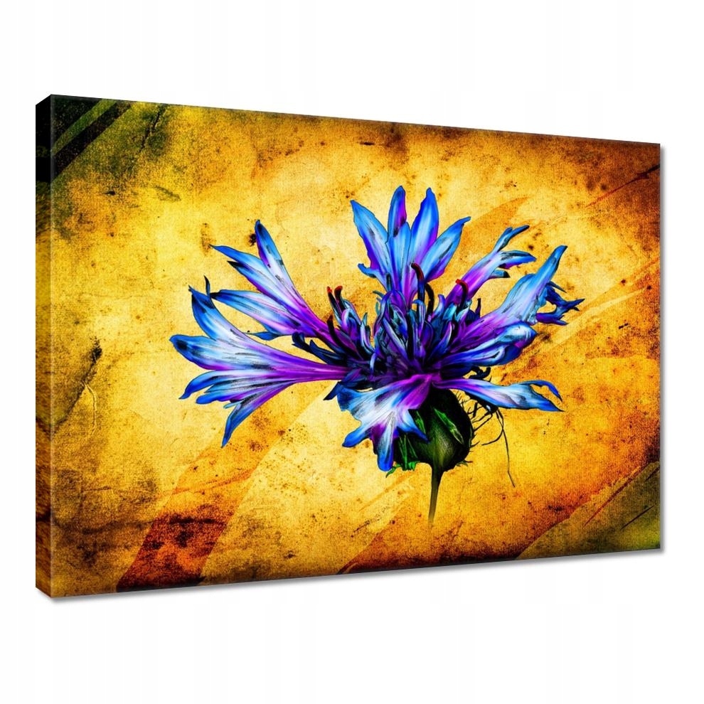 

Obrazy 40x30 Bławatek