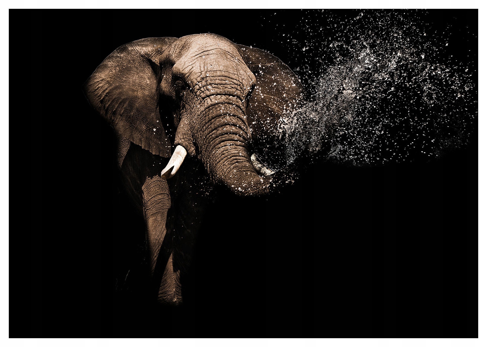 Fototapeta Slon Africký čierny, vinylová elegancia 368x254 lepidlo