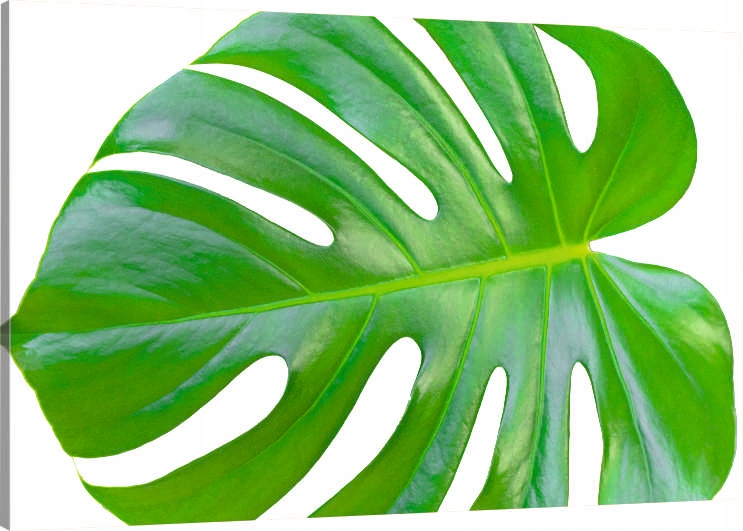 

Obraz Na Płótnie liść monstery monstera 120x80