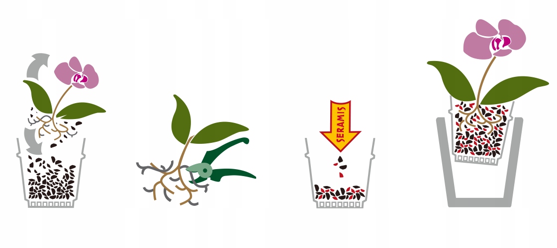 WESTLAND PODŁOŻE ZIEMIA Z SERAMIS KORA SOSNOWA DO STORCZYKA ORCHIDEI 8 L Kod producenta WESTLAND PODŁOŻE SERAMIS STORCZYK 8 L