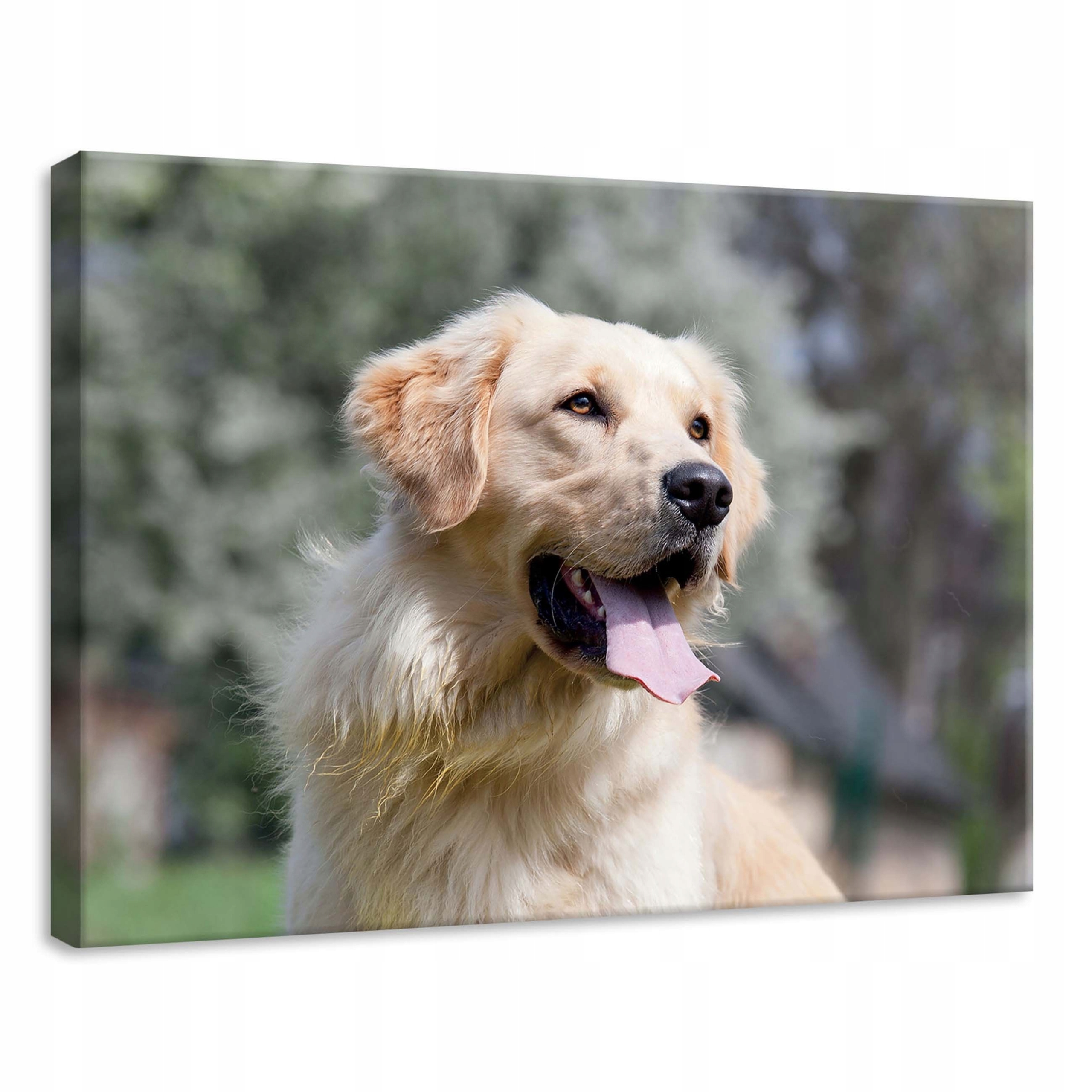 Obraz 70x50 Zlatý retrívr pes portrét přítel radost slunce příroda