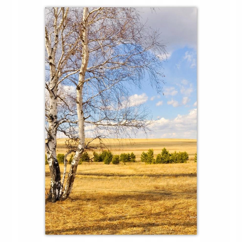 

Plakat 62x93 Brzoza na polu Pejzaż