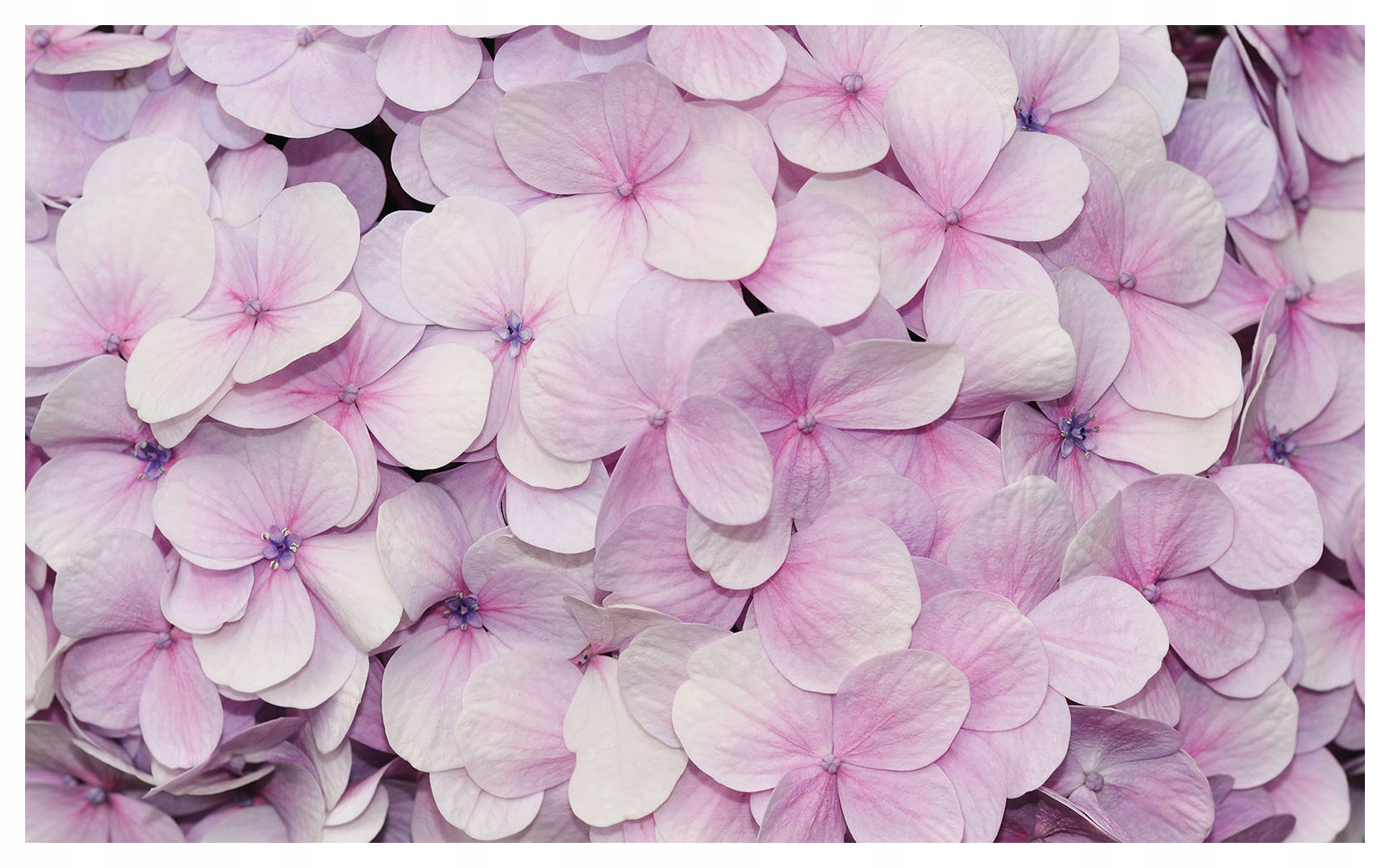 Fototapeta Hortenzie jemné květiny do obývacího pokoje ložnice 416x254 lepidlo