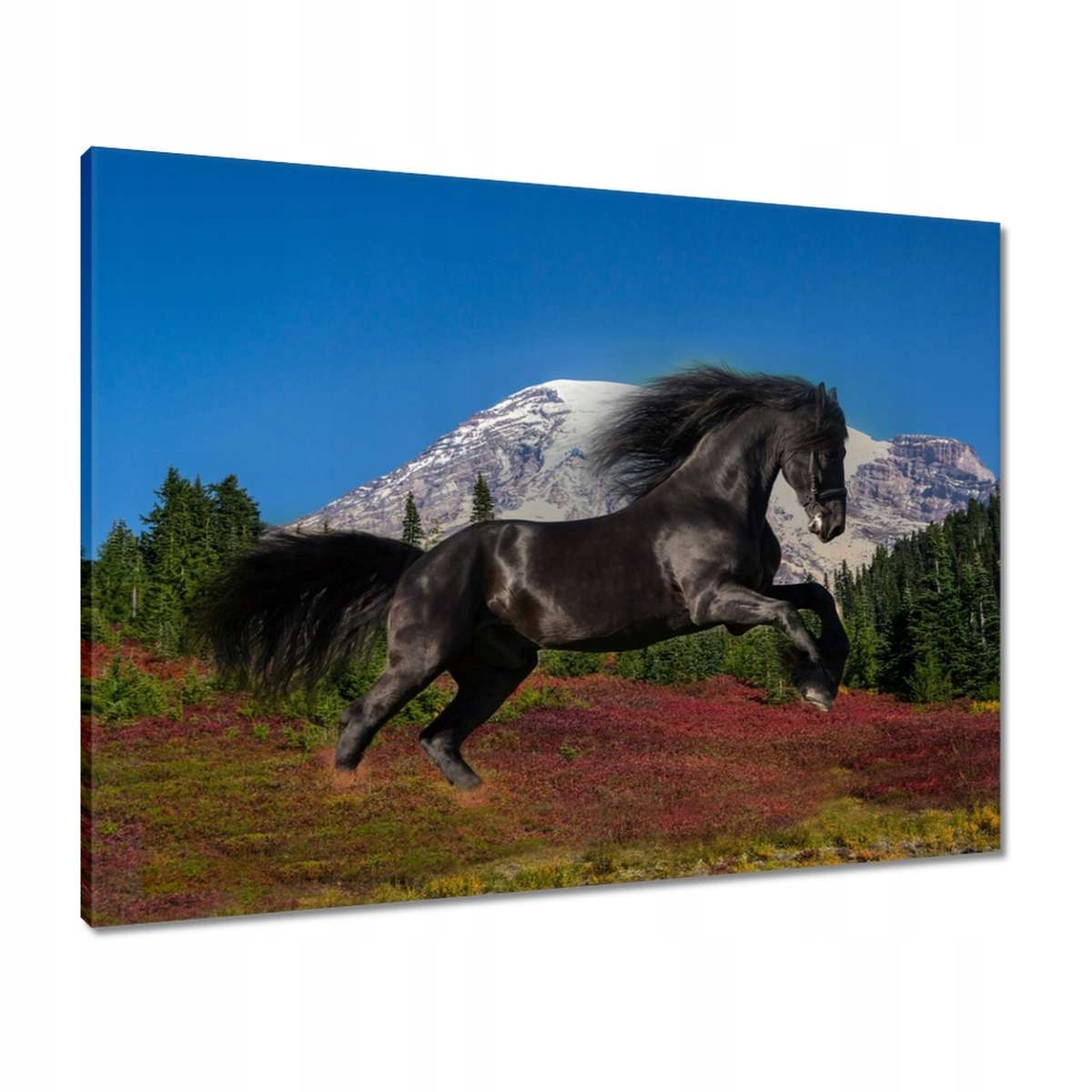 Obrazy 80x60 Fríský hřebec Kůň Koně