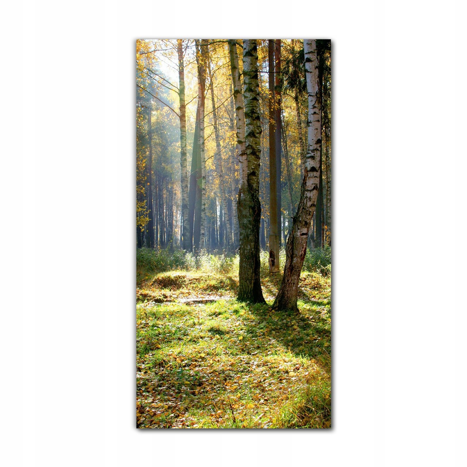 

Foto-obraz na szkle na ścianę 70x140 cm Jesień las