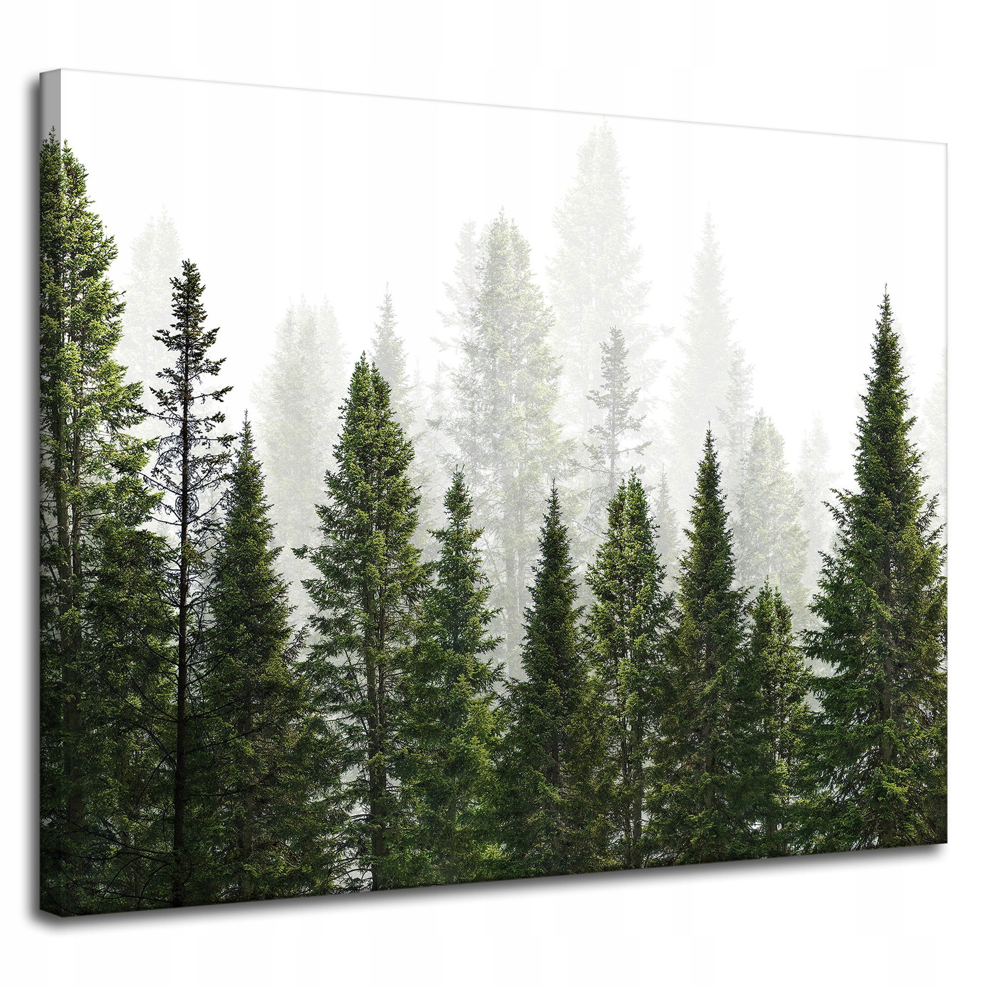 Obraz na plátně Dešťový les Příroda Stromy 100x80 cm