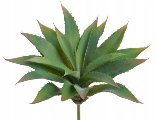 

Sukulent Gumowy Aloes Kaktusy Na Piku 12cm