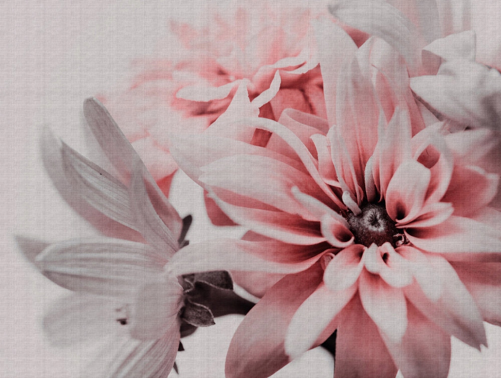 Tapeta nástěnný panel s velkými růžovými květy