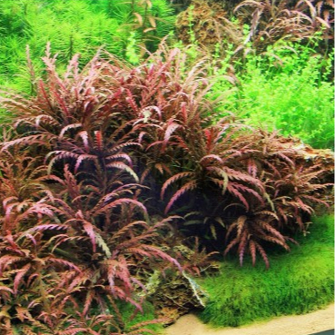 Hygrophila pinnatifida - RA koszyk duży XXL
