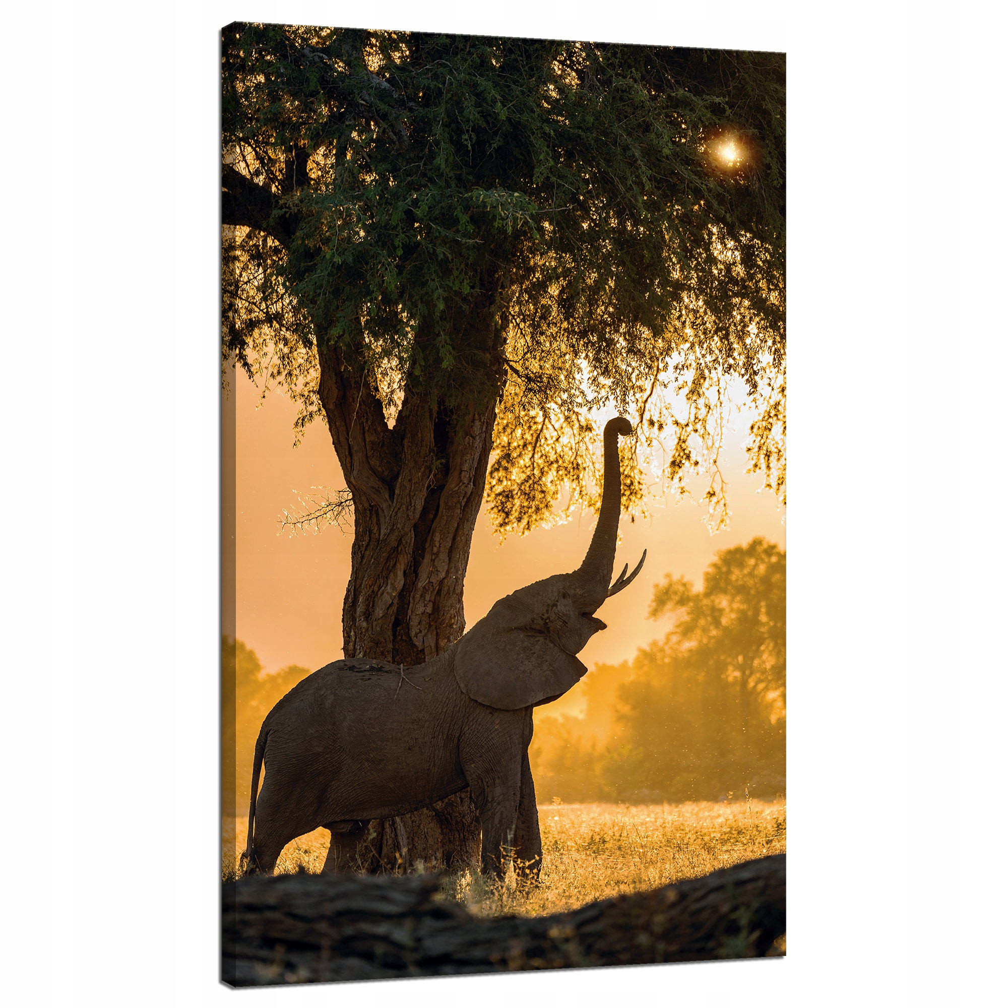 Obraz na plátně Pózující slon Savana Západ Slunce 70x120 cm
