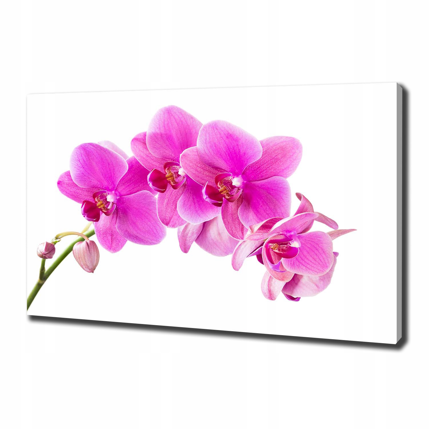 

Foto obraz na płótnie Różowa orchidea 100x70 cm