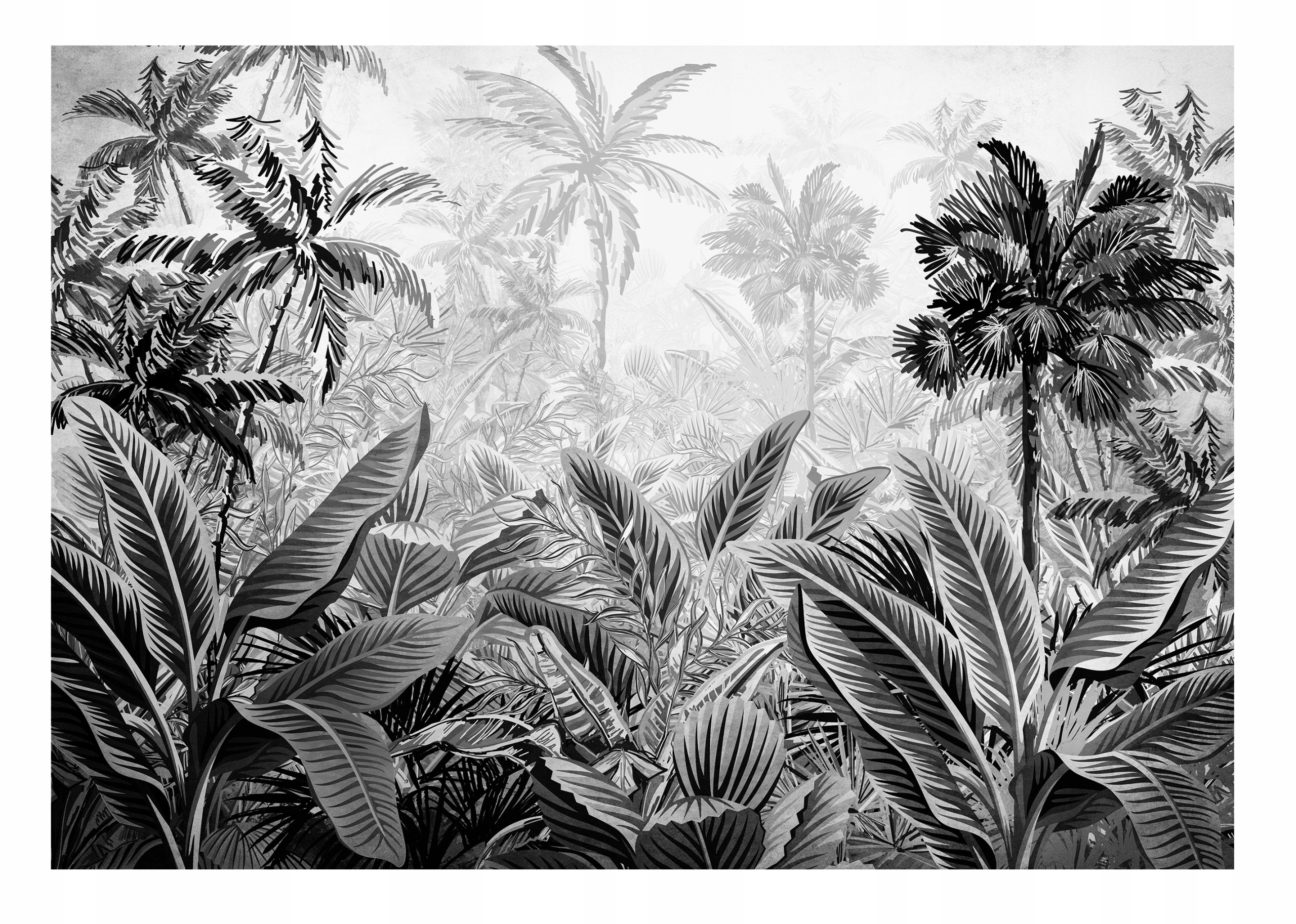 Fototapeta Džungľa Čierno Biela Les Obývacia izba 416x254