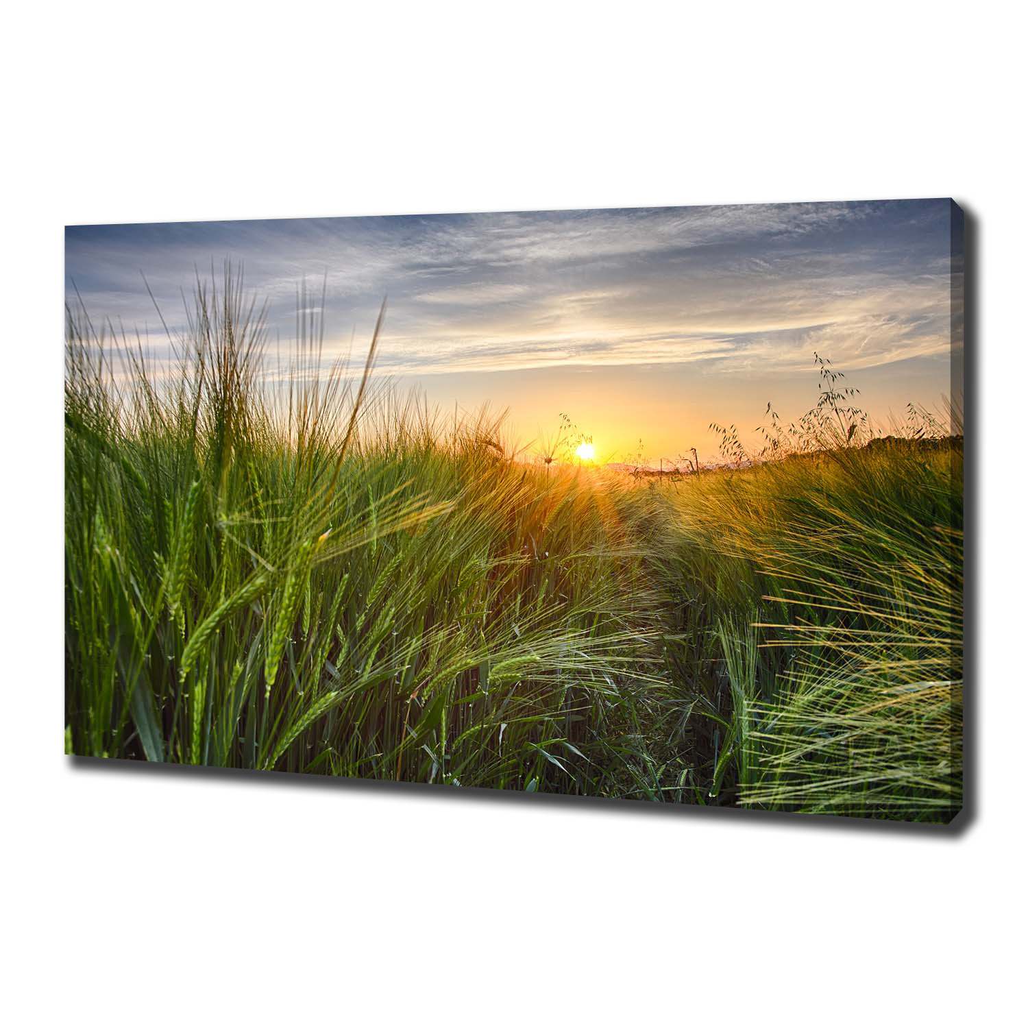 

Foto obraz na płótnie Pole pszenicy 100x70 cm