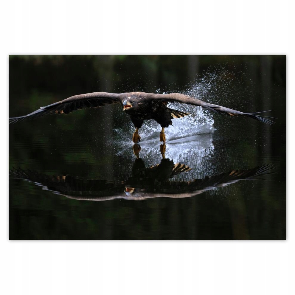 

Plakaty 60x40 Ptaki Ptaszki Ptactwo