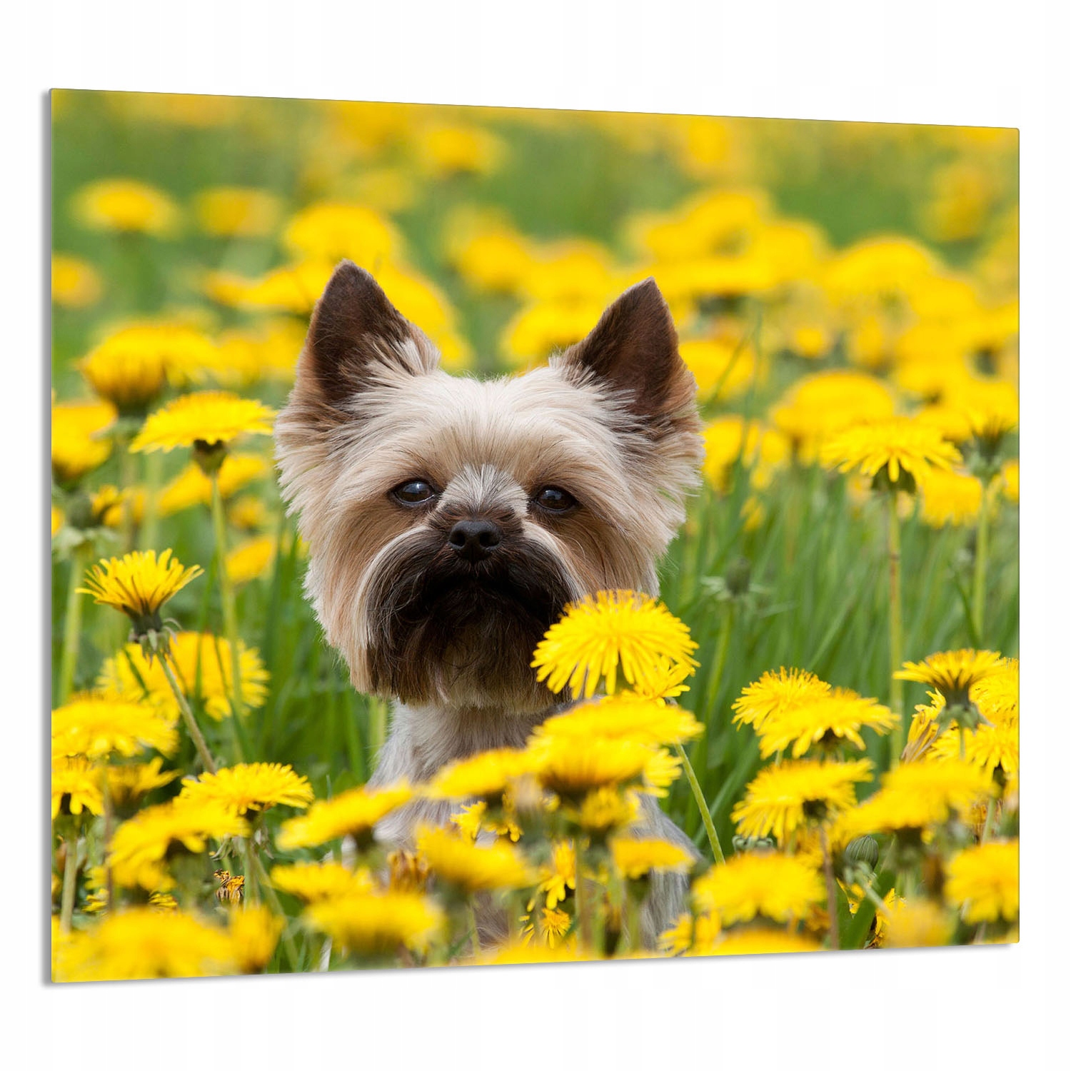 Skleněný Panel Do Kuchyně 65x60 Pes Tvrzené Sklo