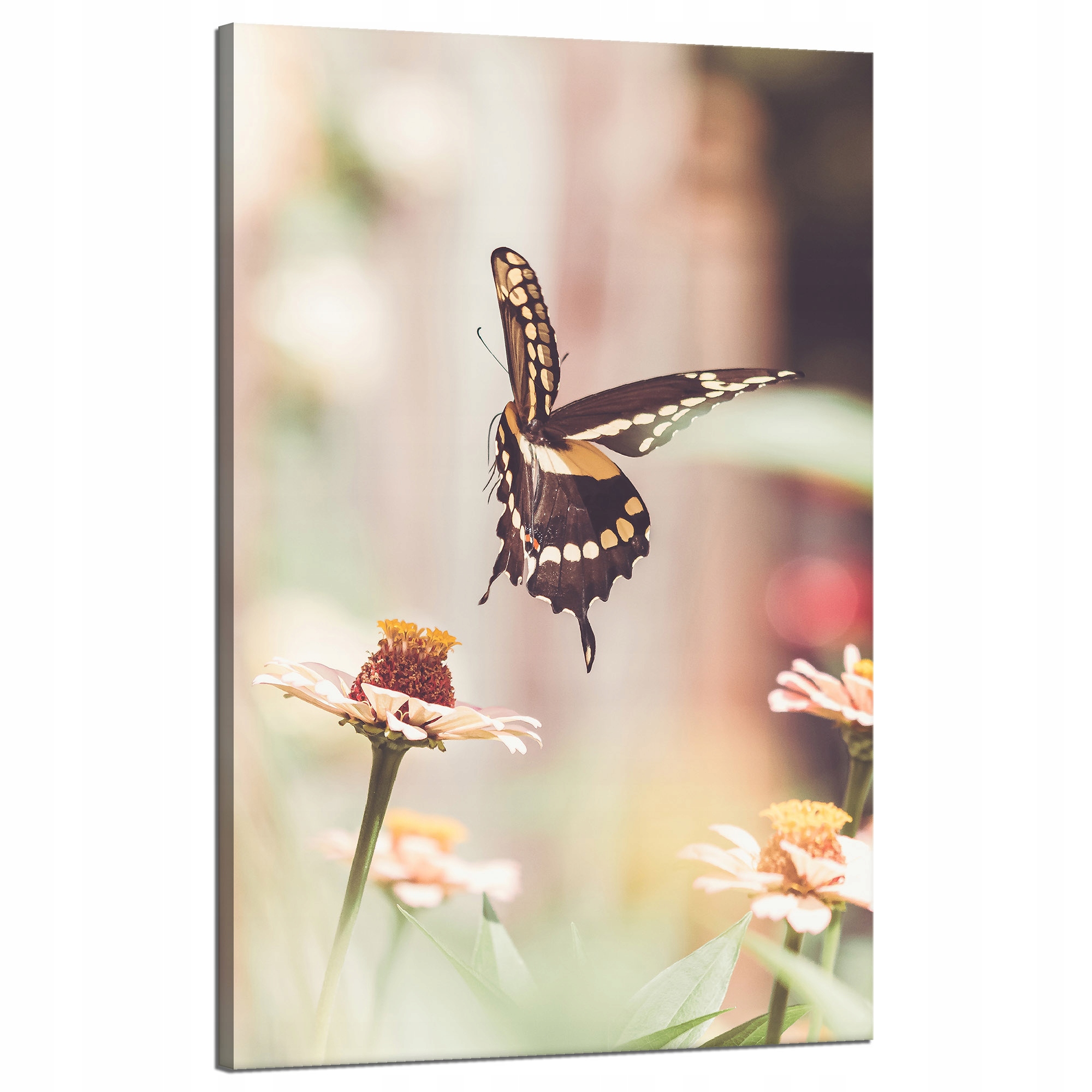 Obraz na plátně Příroda Hmyz Motýl Květiny Jaro Léto 50x80
