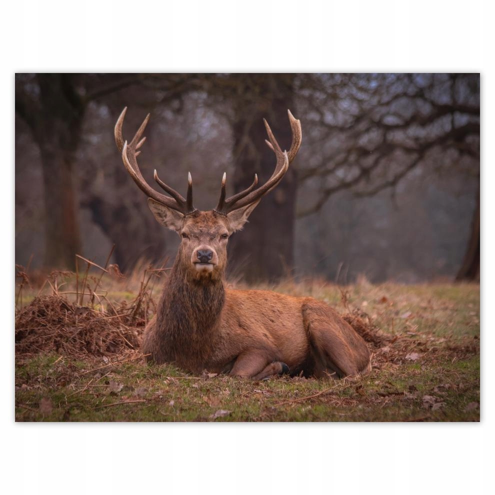 

Plakat 40x30 Jeleń Jelenie Rogacz