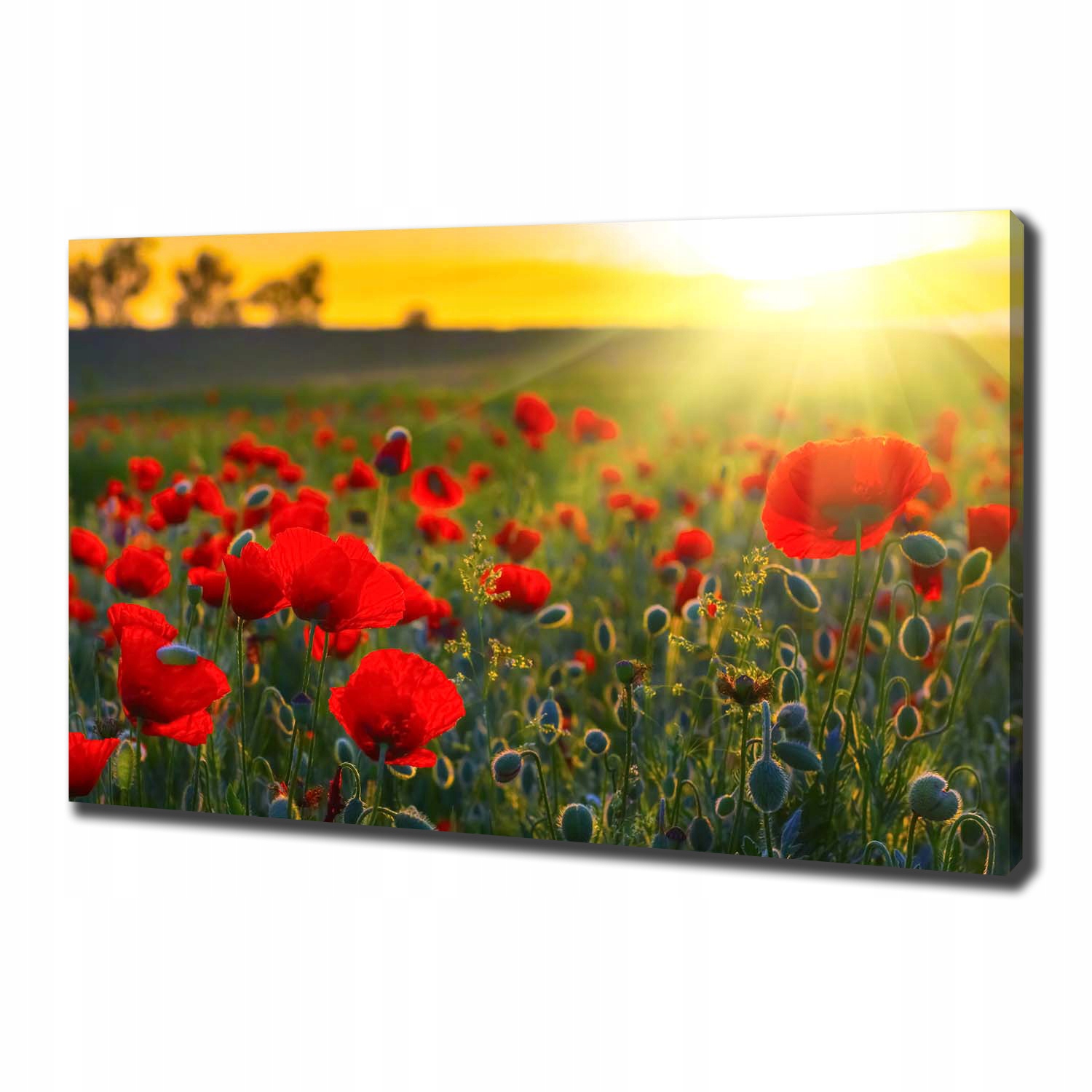 

Foto obraz canvas na ścianę Pole maków 100x70 cm