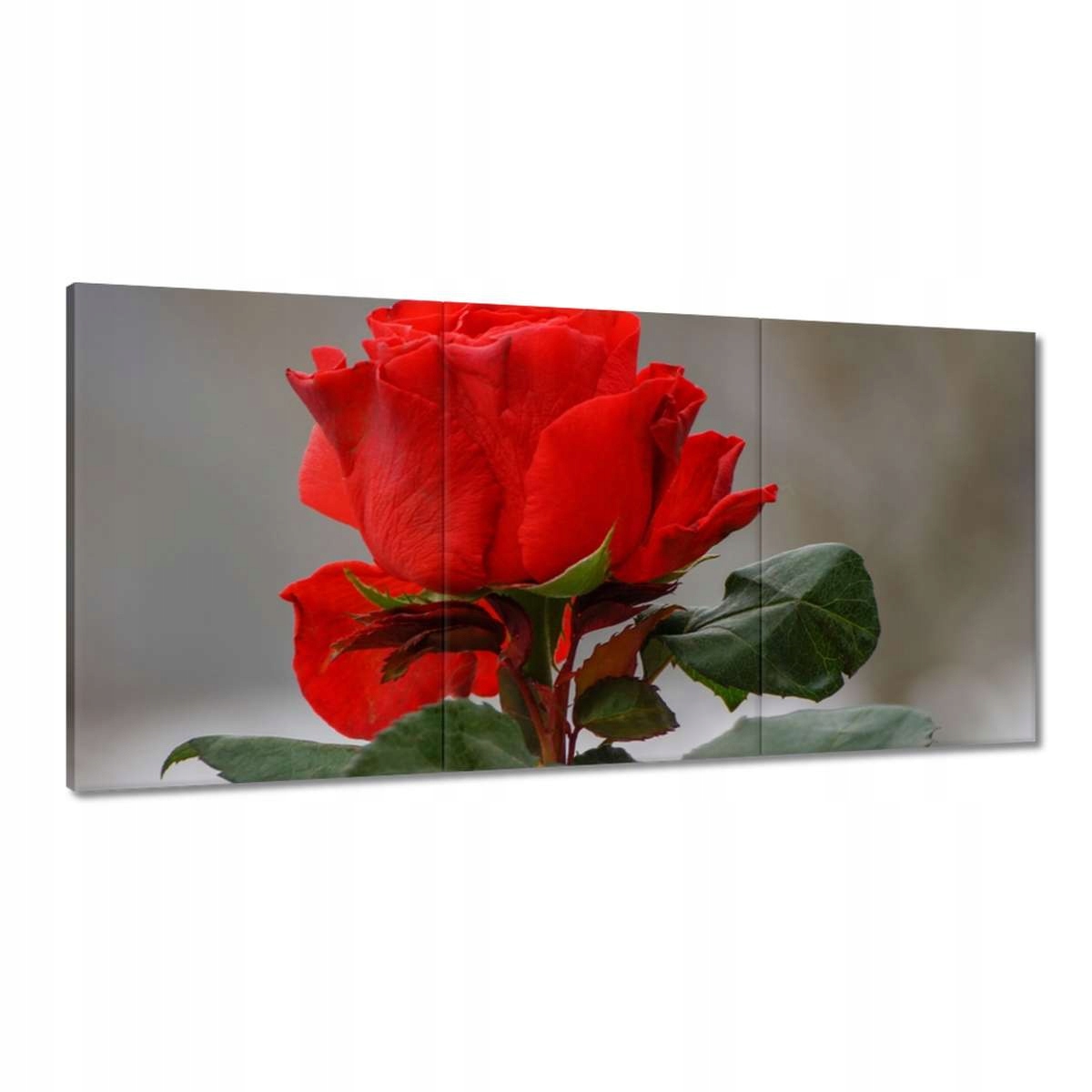 Obrazy 180x90 Ruža Kvet Kvety Ruže