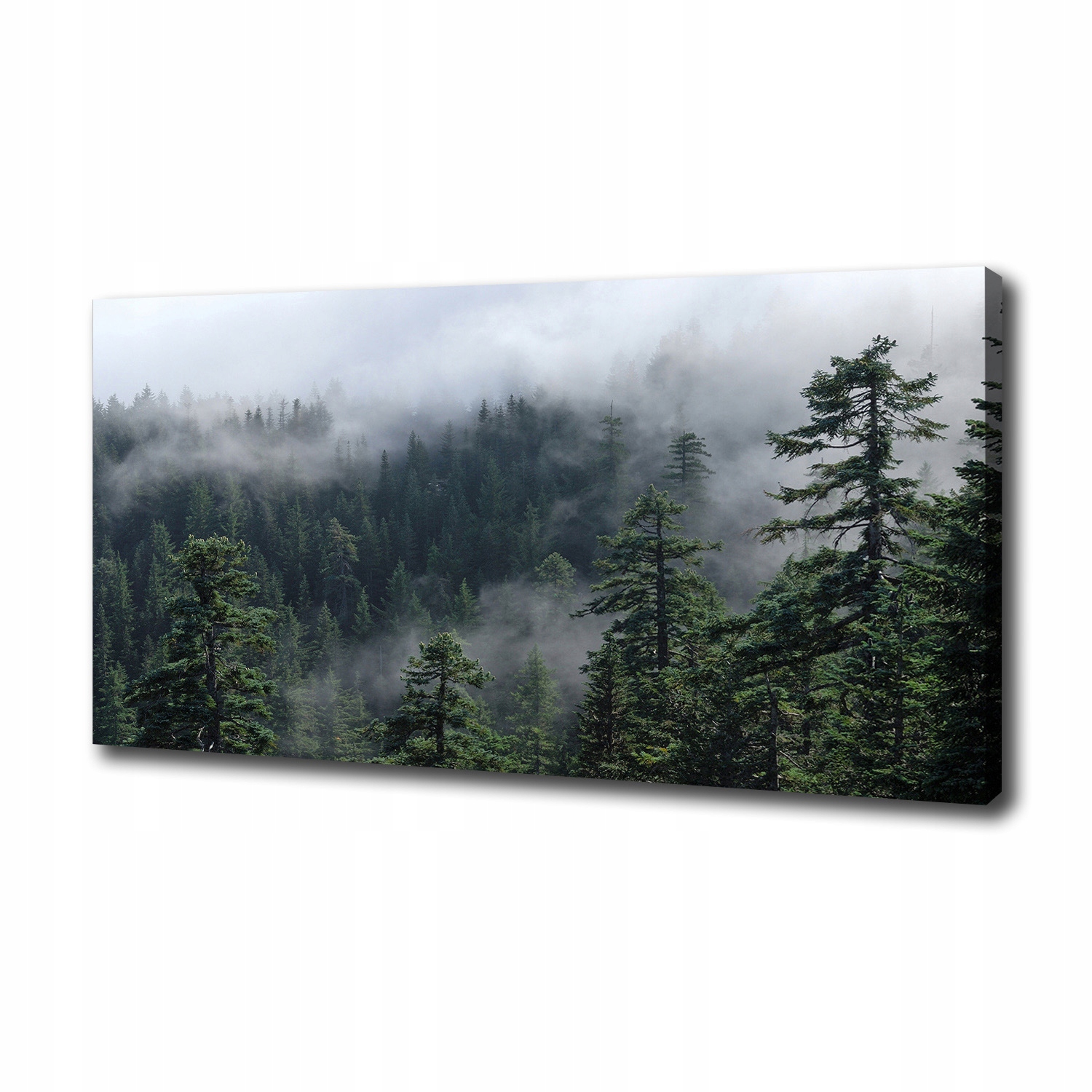 

Foto obraz canvas na ścianę Leśna mgła 100x50 cm