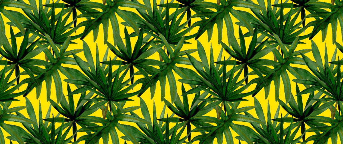 

Tapeta Flizelinowa Tropikalne liście - 250x104