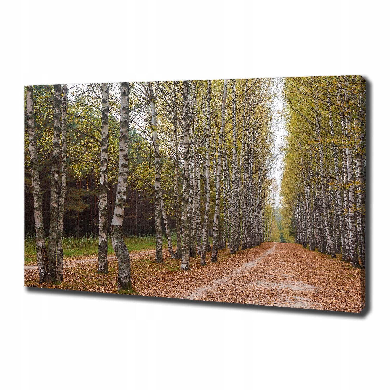 Fotoobraz canvas na zeď Alej bříz 100x70 cm