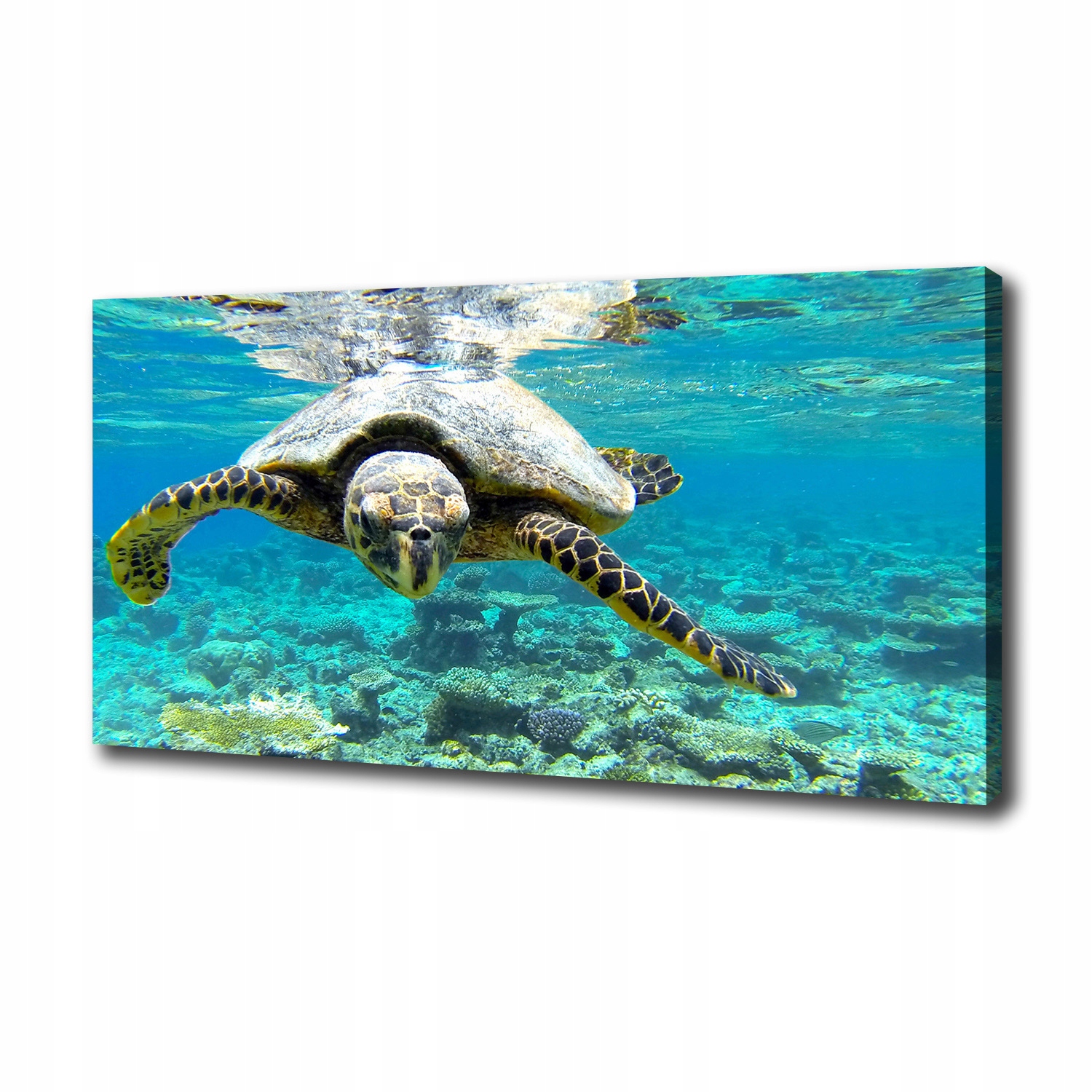 

Foto obraz canvas na ścianę Żółw morski 100x50 cm