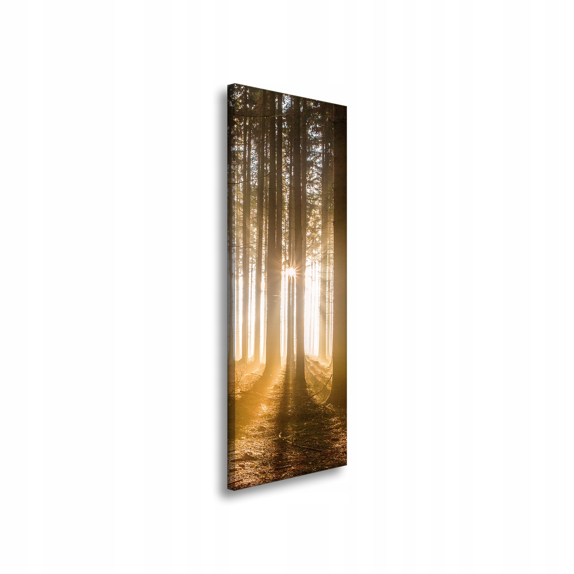 Obraz na plátně Slunce v lese Světlo Stromy 40x120 cm