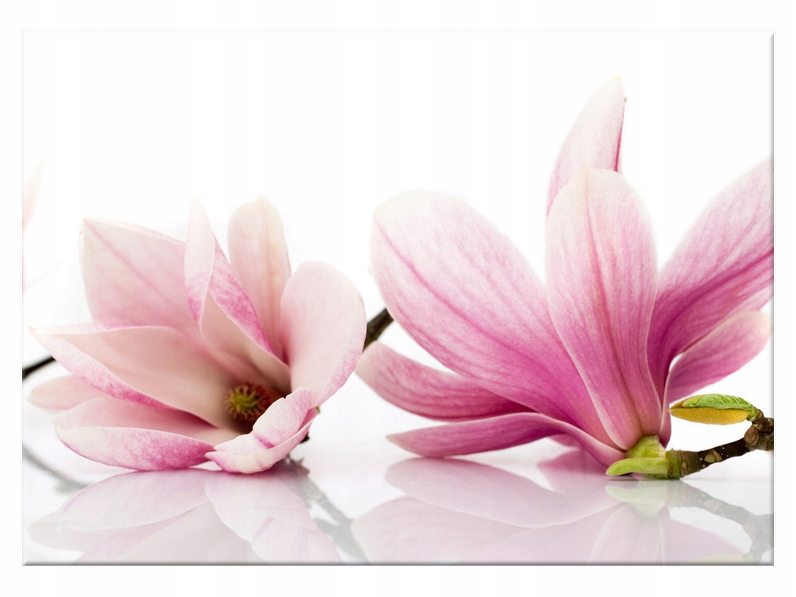 

Obraz Różowe magnolie 70x50 Kwiaty na płótnie