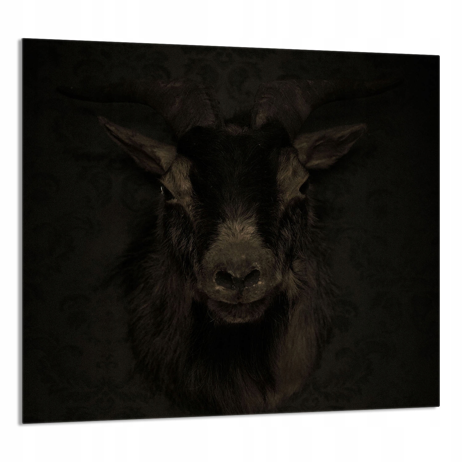 Skleněný Panel Do Kuchyně 65x60 Koza Tvrzené Sklo