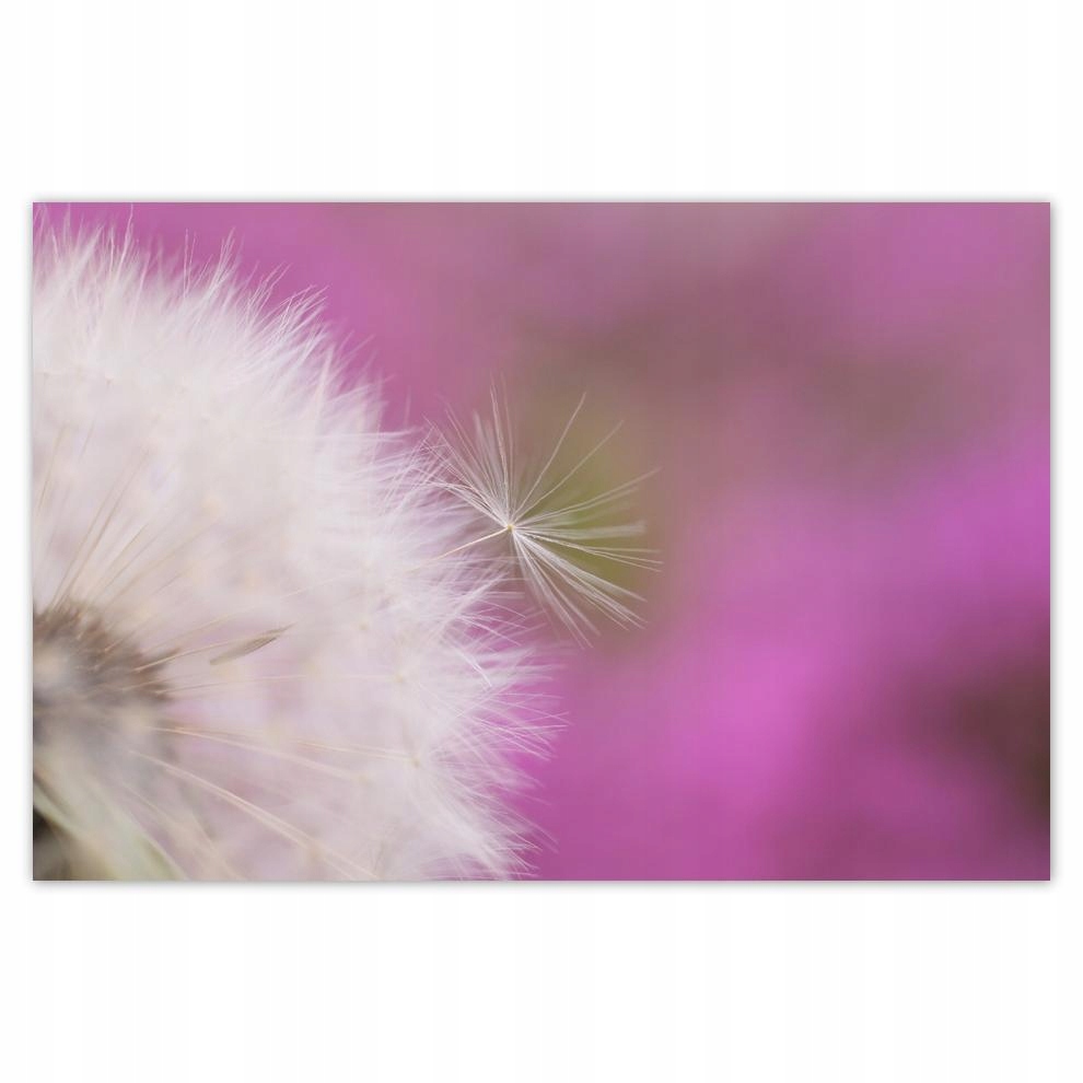 

Plakat 93x62 Dmuchawiec Kwiat Kwiatki