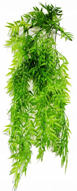 

Ruskus Ruscus Pnącze Zwis 88 cm
