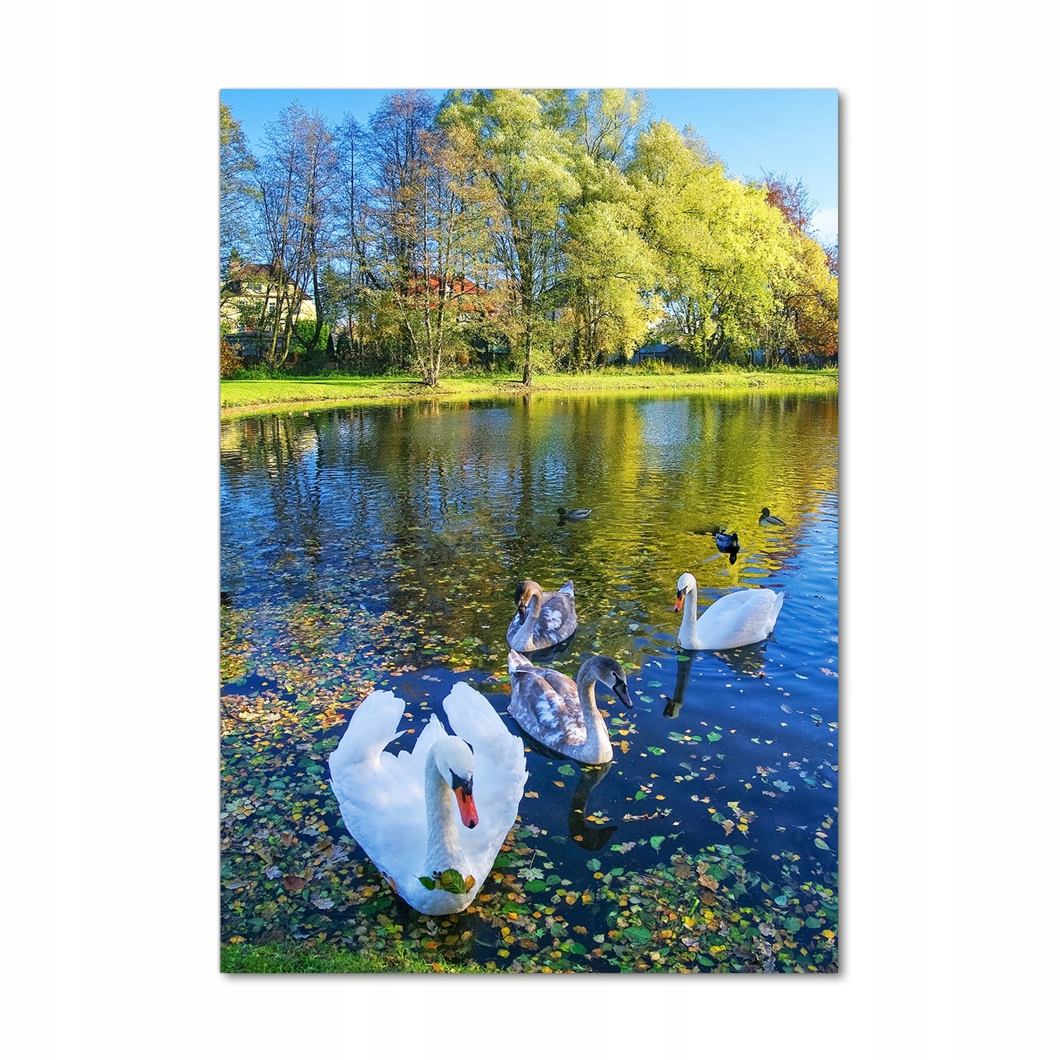 

Foto obraz akrylowy Łabędzie na stawie 70x100 cm