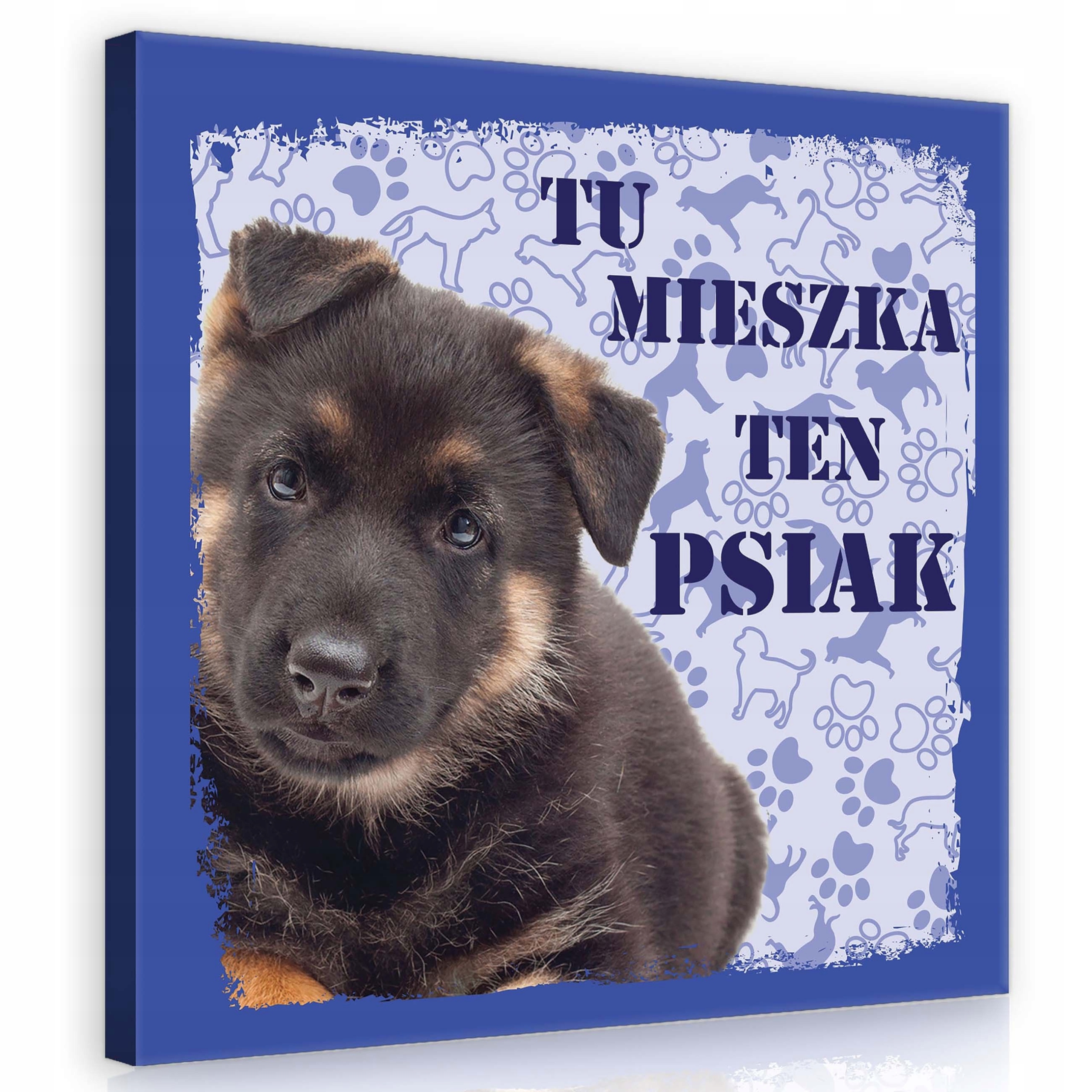 Obraz 80x80 Štěňátko německý ovčák pes roztomilý Zde žije tento