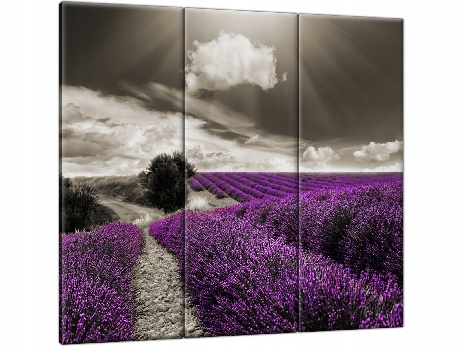 

Lawenda Pole z lawendą 90x80 Kwiaty Pejzaż Obraz